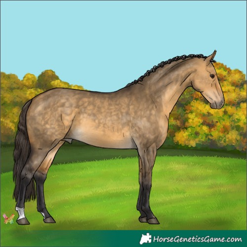 Horse Color:Buckskin Dun 