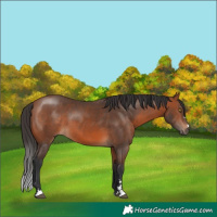 Horse Color:Bay 