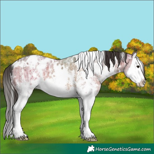 Horse Color:White Spotted Bay Ice Sabino Splash