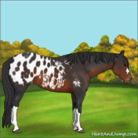 Horse Color:Brown Appaloosa 