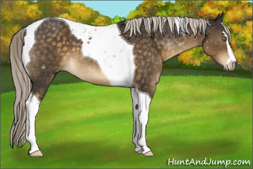 Horse Color:Chocolate Palomino Sabino Tobiano 