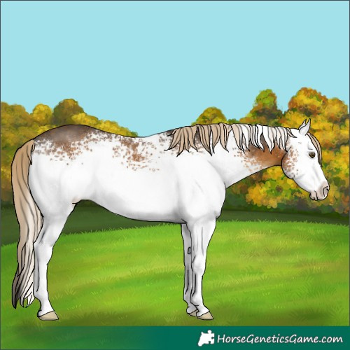 Horse Color:White Spotted Chocolate Palomino