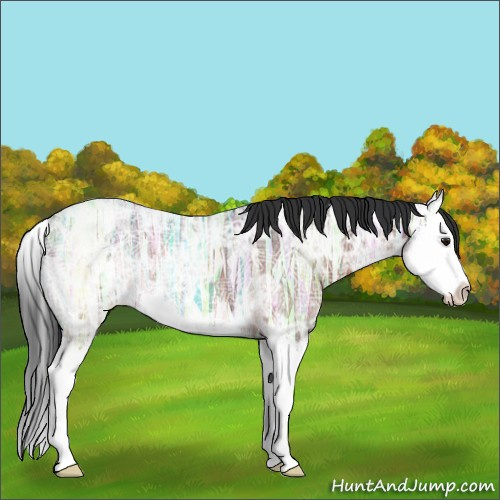 Horse Color:Brown Ice Roan Sabino Splash 