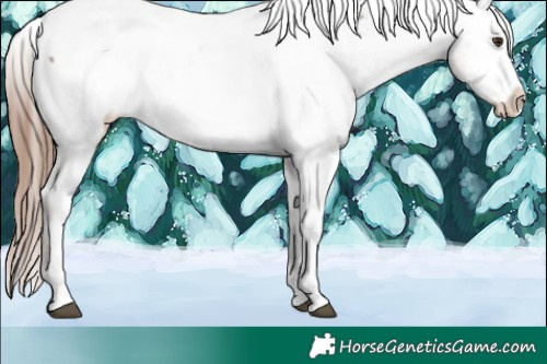 Horse Color:Liver Red Dun Sabino Snowcap