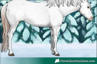 Horse Color:Liver Red Dun Sabino Appaloosa 