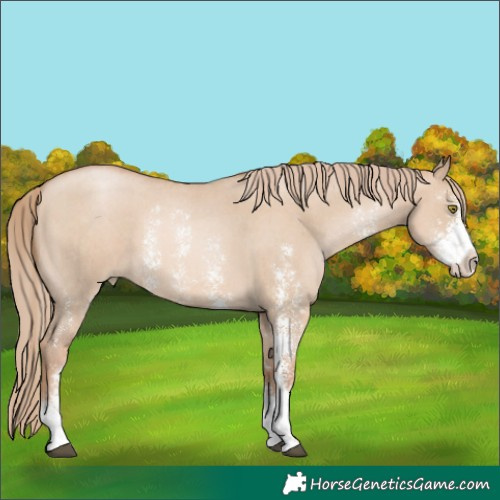 Horse Color:Red Dun Pearl Sabino 