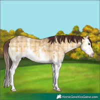 Horse Color:Plaid  Chocolate Buckskin Onyx Sabino Splash 