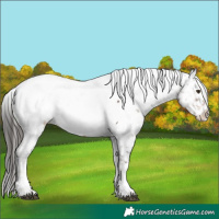 Horse Color:Liver Chestnut Tobiano Appaloosa 