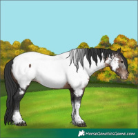 Horse Color:Brown Tobiano Appaloosa 