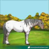 Horse Color:Liver Chestnut Tobiano Appaloosa 