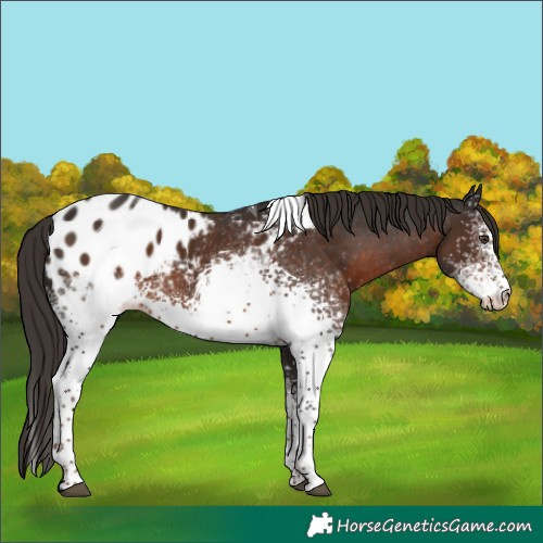 Horse Color:White Spotted Liver Chestnut Tobiano Blanket