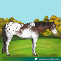 Horse Color:White Spotted Liver Chestnut Tobiano Appaloosa