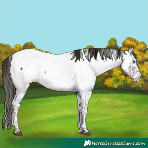 Horse Color:White Spotted Liver Chestnut Tobiano Appaloosa 