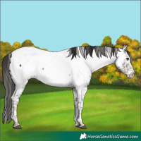 Horse Color:White Spotted Liver Chestnut Tobiano Appaloosa 