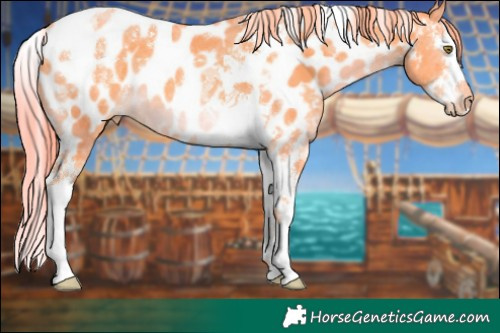 Horse Color:Watercolor Gold Champagne Splash Tobiano Near Leopard
