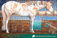 Horse Color:Watercolor Gold Champagne Splash Tobiano Near Leopard 