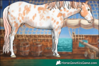 Horse Color:Watercolor Gold Champagne Splash Tobiano Appaloosa 