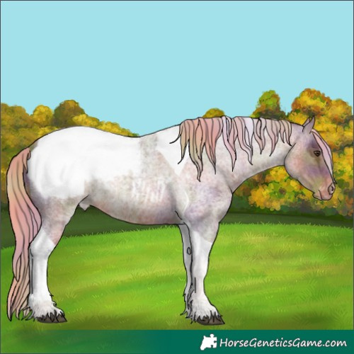 Horse Color:Nacre Red Ice Roan Tobiano Appaloosa 