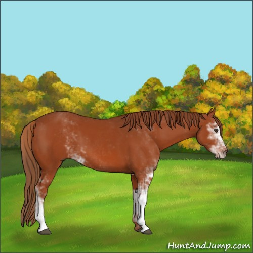 Horse Color:Chestnut Sabino