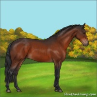 Horse Color:Bay Sabino