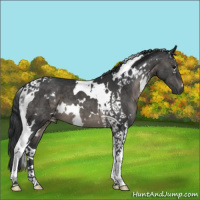 Horse Color:White Spotted Black Tobiano 