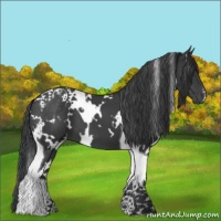 Horse Color:White Spotted Black Tobiano 