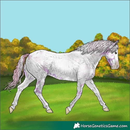 Horse Color:Watercolor White Spotted Blue Onyx Pearl Sabino Rabicano 