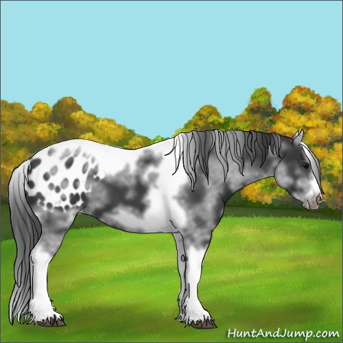 Horse Color:White Spotted Black Splash Tobiano Frame Appaloosa 