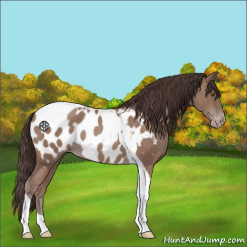 Horse Color:Classic Champagne Tobiano Appaloosa 