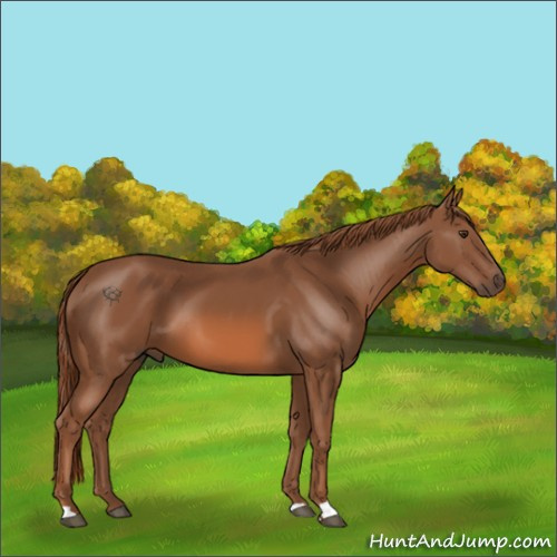 Horse Color:Chestnut 