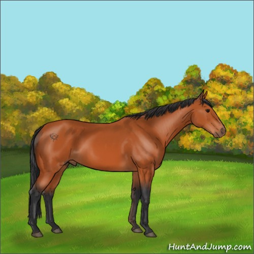 Horse Color:Bay 