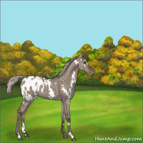 Horse Color:White Spotted Silver Grullo Appaloosa 