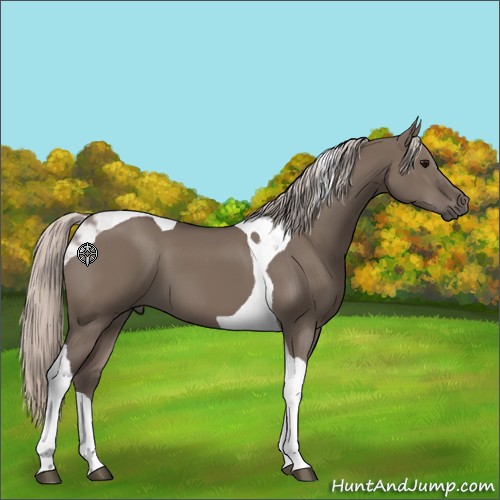 Horse Color:Silver Grullo Tobiano 