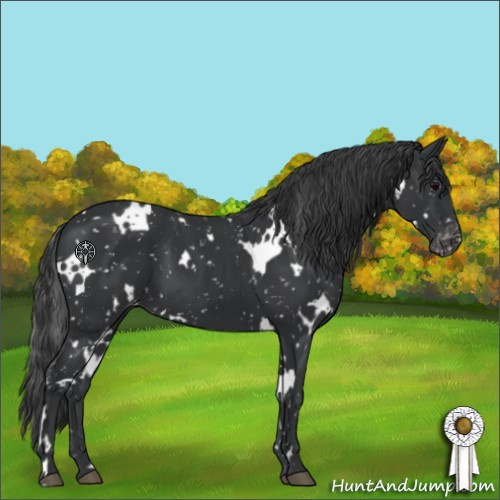 Horse Color:White Spotted Black Appaloosa 