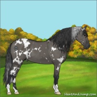 Horse Color:White Spotted Grullo 