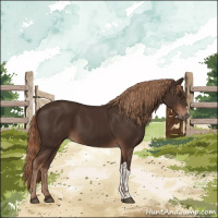 Horse Color:Liver Chestnut  and Liver Chestnut 