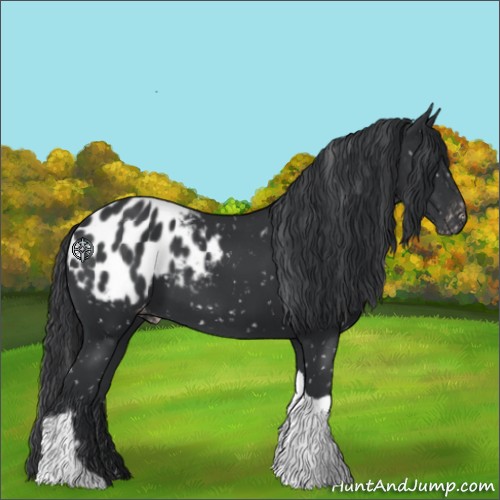 Horse Color:Black Tobiano Appaloosa 