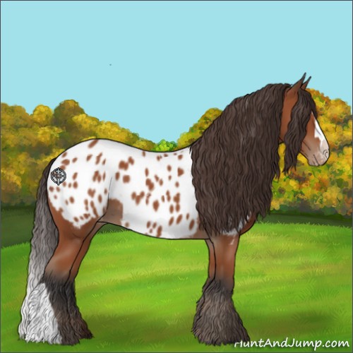 Horse Color:Bay Appaloosa 