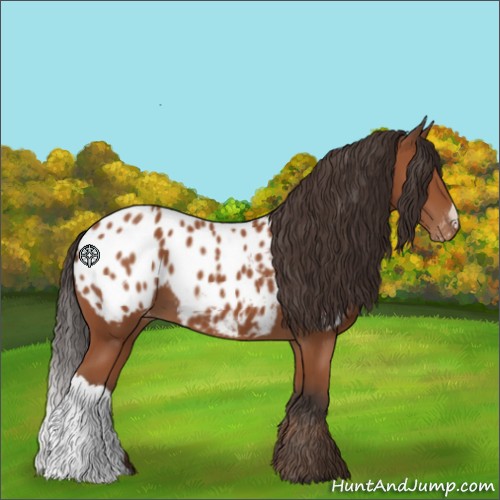 Horse Color:Bay Appaloosa 