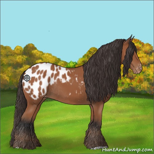 Horse Color:Bay Appaloosa Rabicano 