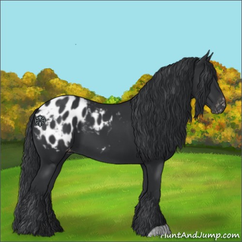 Horse Color:Black Appaloosa 