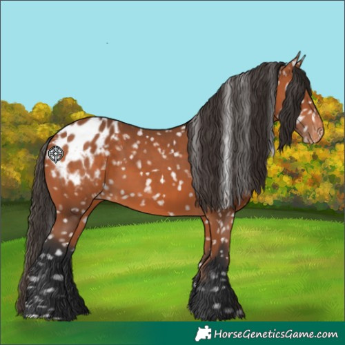 Horse Color:Bay Appaloosa 
