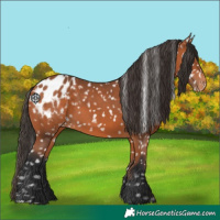 Horse Color:Bay Appaloosa