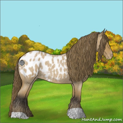 Horse Color:Buckskin Roan Appaloosa 