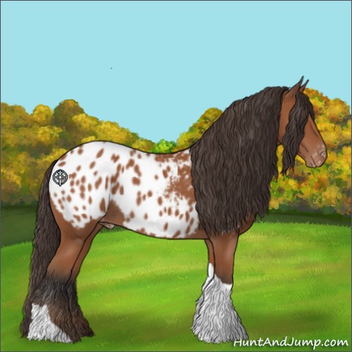 Horse Color:Bay Tobiano Appaloosa 