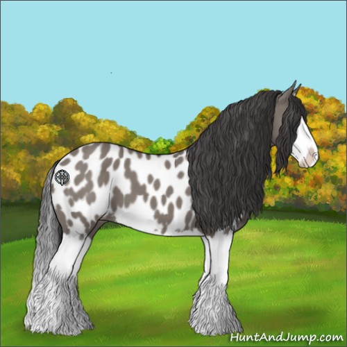 Horse Color:Grullo Splash Appaloosa 
