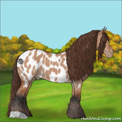 Horse Color:Bay Dun Appaloosa 