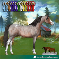 Horse Color:Brown Roan Sabino Appaloosa