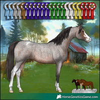 Horse Color:Brown Roan Sabino Varnish 