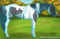 Horse Color:Thunderstruck Blue Roan Tobiano 